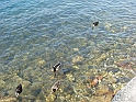 Lago Maggiore_41